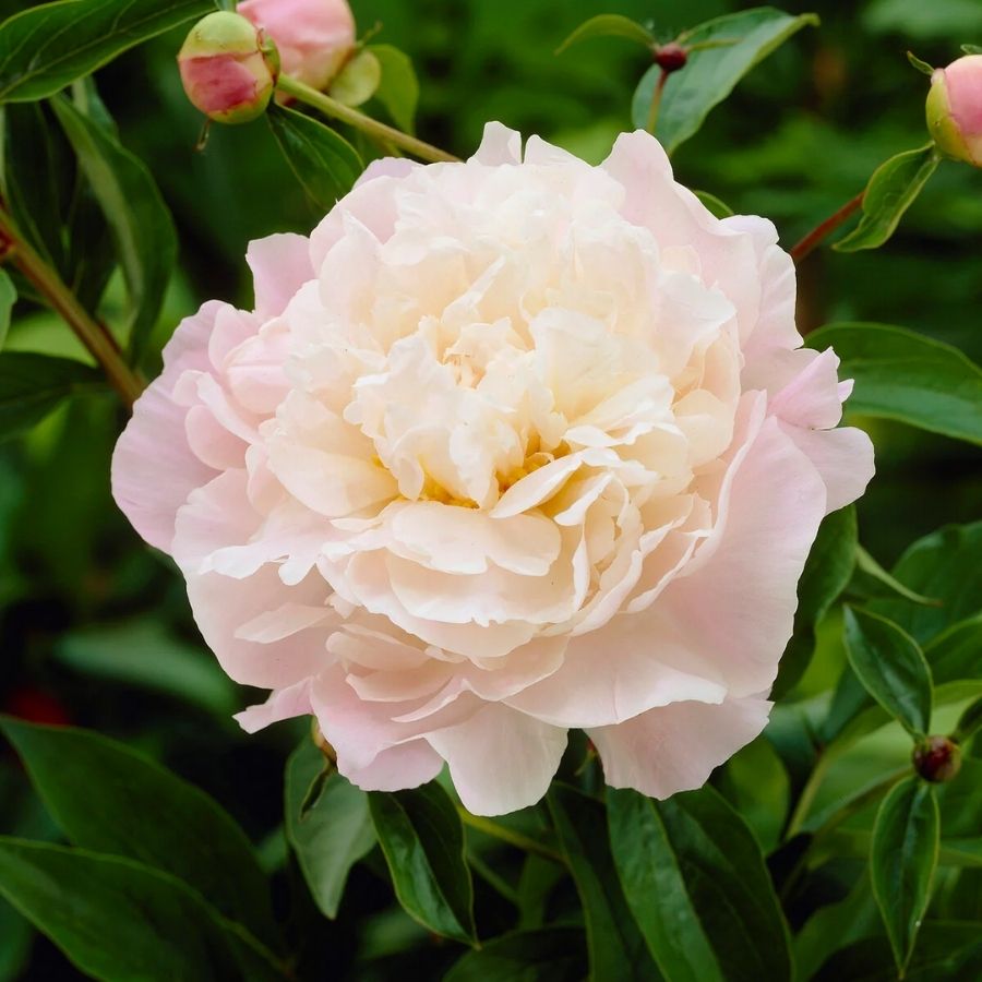 Пион Катарина Фонтейн - Dolinasad.by