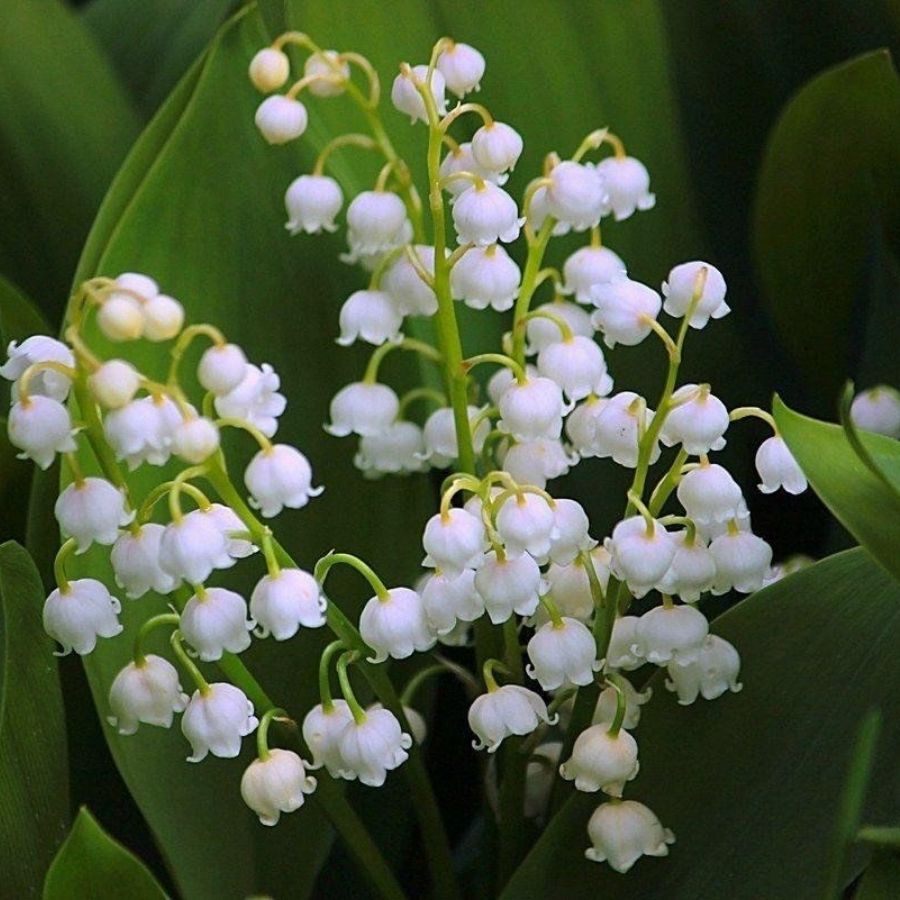 Ландыш майский Брайдал Чойс - Dolinasad.by