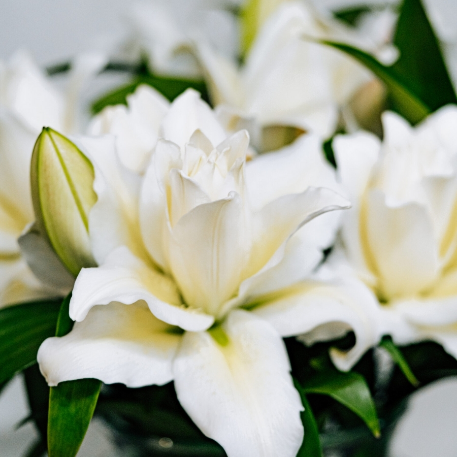 Лилия Роузлили Ирвана Лилия Роузлили Ирвана - Dolinasad.by