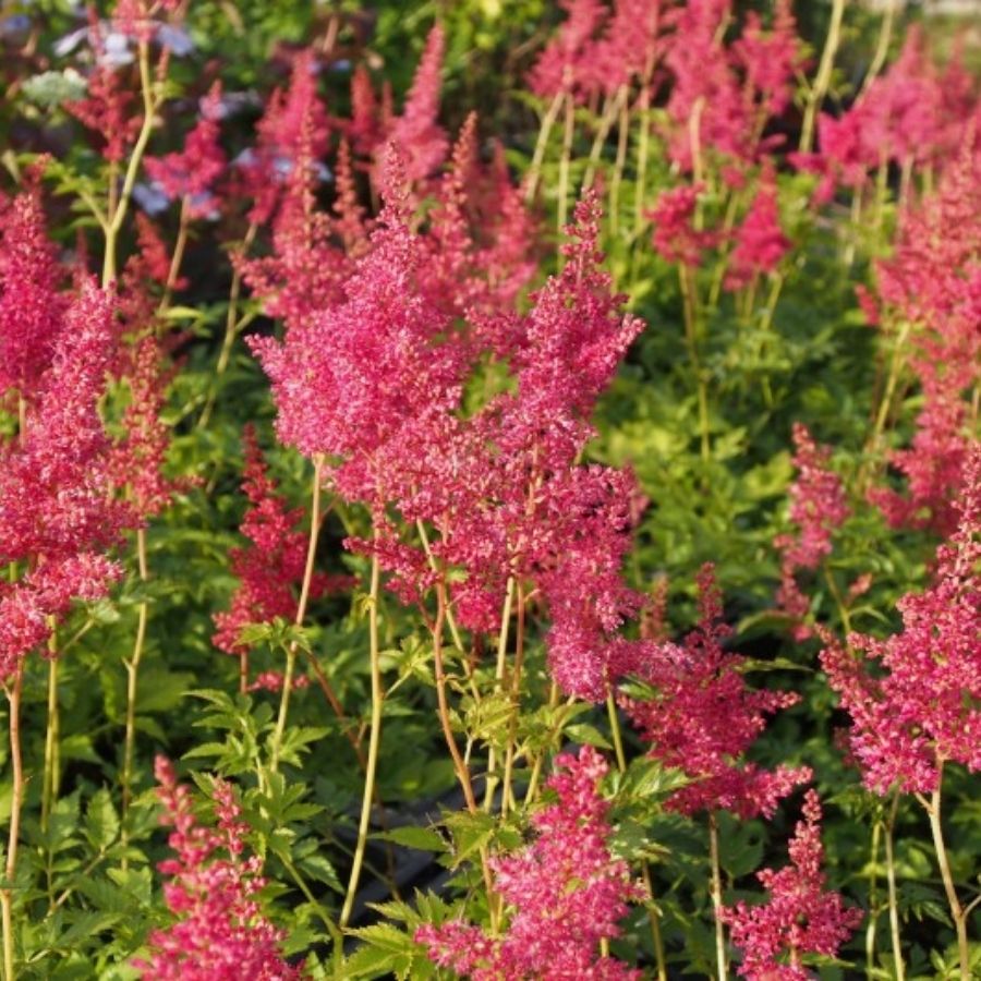 Астильба японская Кобленз - Dolinasad.by