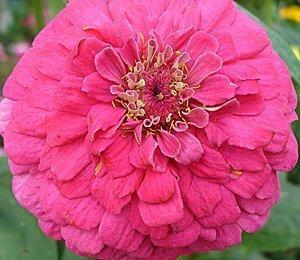 Цинния Георгиноцветковая Волшебная Роза фото