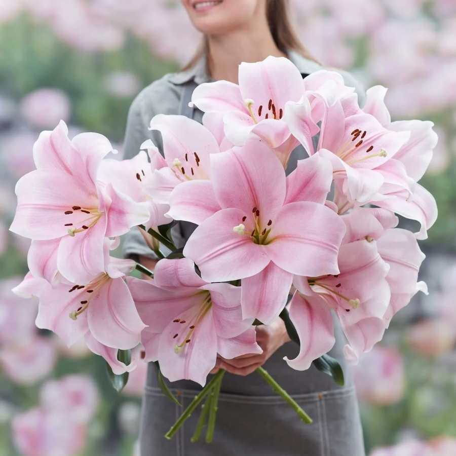 Лилия Кали - Dolinasad.by