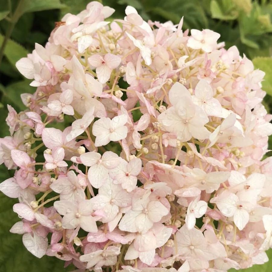 Гортензия древовидная Кэндибэль Маршмеллоу, С2 - Dolinasad.by