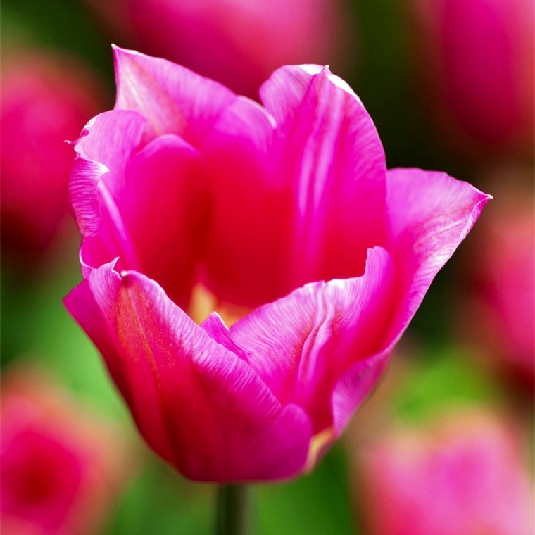 Тюльпан Лили Чик фото