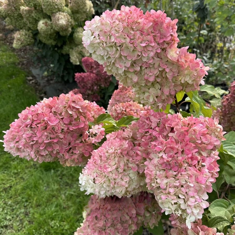 Гортензия метельчатая Краса Лесково, С3 - Dolinasad.by