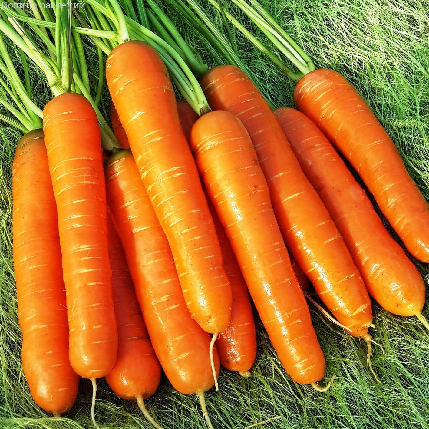 Морковь Нантская 4 фото