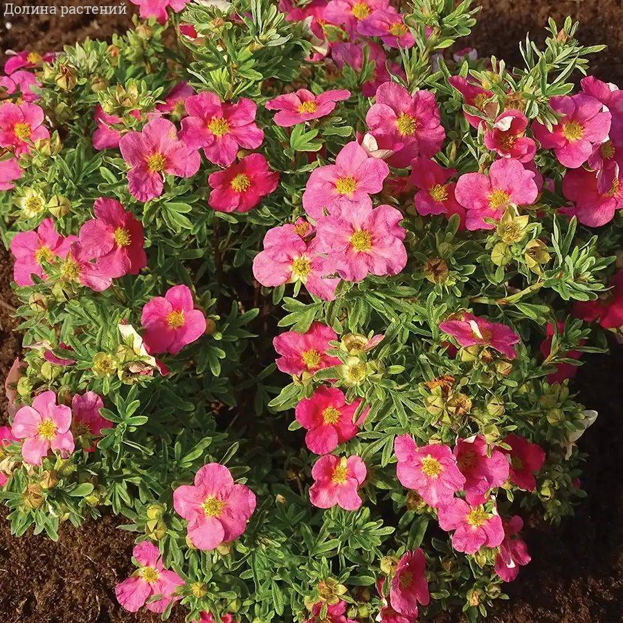 Лапчатка кустарниковая Белиссимо, С3 - Dolinasad.by