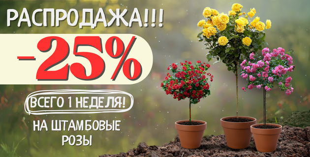  Акция на штамбовые розы! -25%!!! ЗАВЕРШЕНА