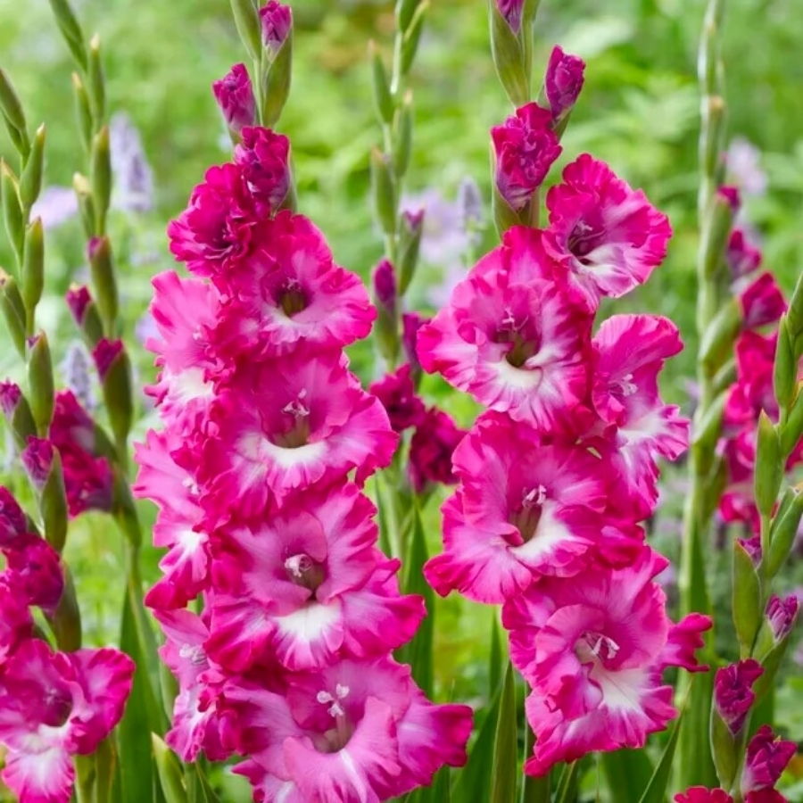 Гладиолус Наблус - Dolinasad.by