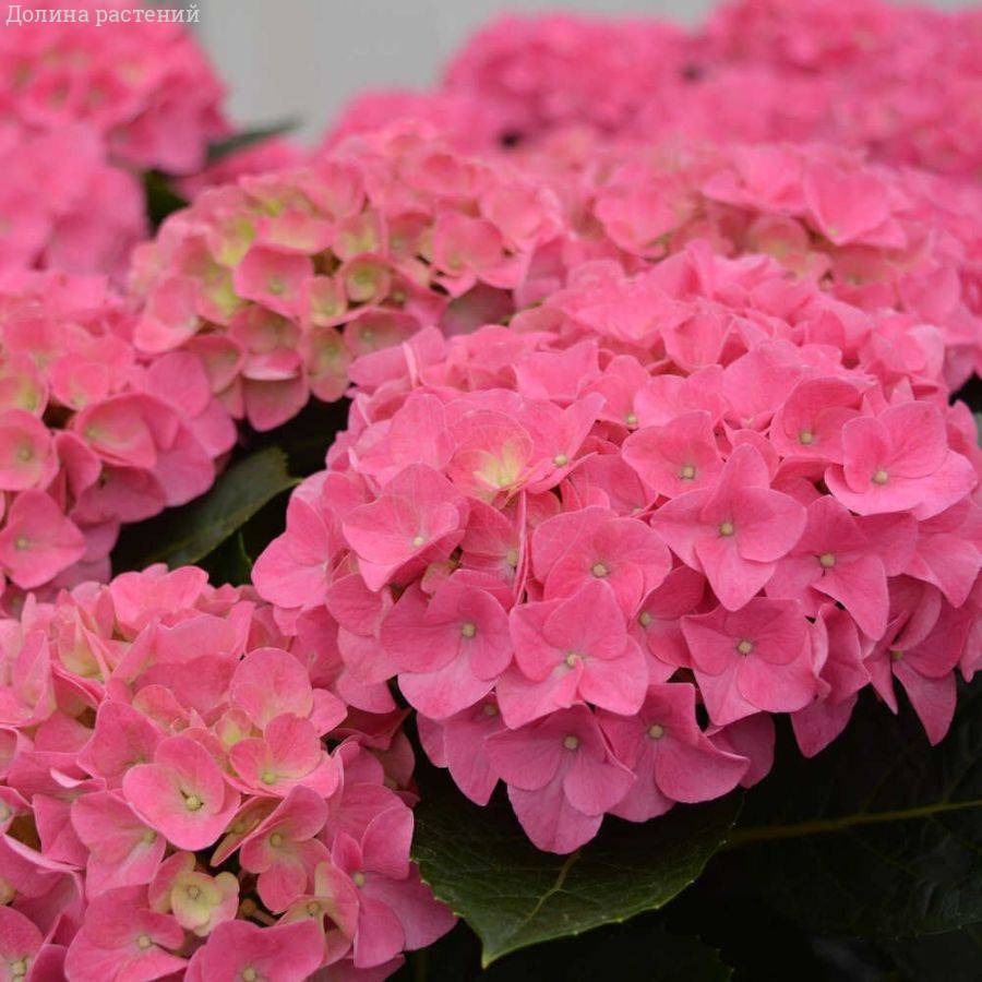 Гортензия крупнолистная Джип Пинк - Dolinasad.by