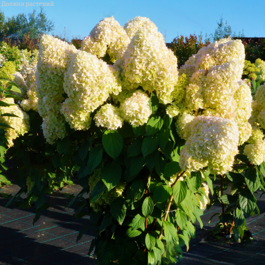 Гортензия метельчатая Диамантино, С2 - Dolinasad.by