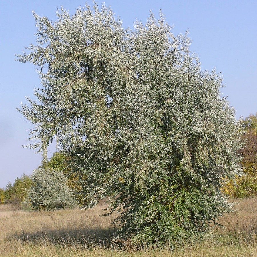 Лох узколистный, С3 - Dolinasad.by