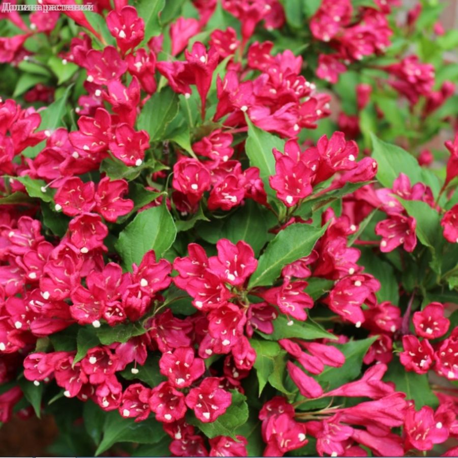 Вейгелла Нью Порт Рэд, С3 - Dolinasad.by