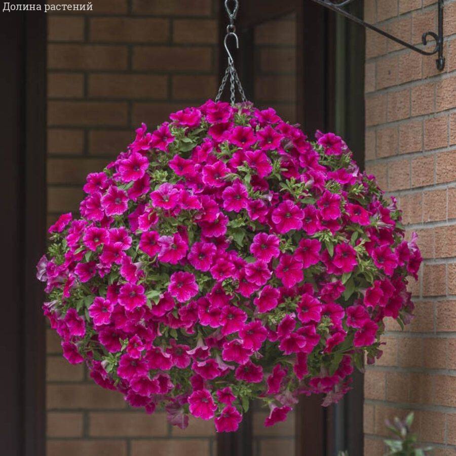 Петуния Престо Хот Роуз Пинк - Dolinasad.by