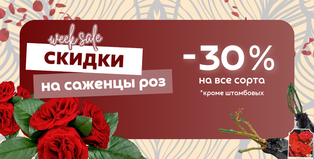РАСПРОДАЖА САЖЕНЦЕВ РОЗ! СКИДКА -30% на весь ассортимент