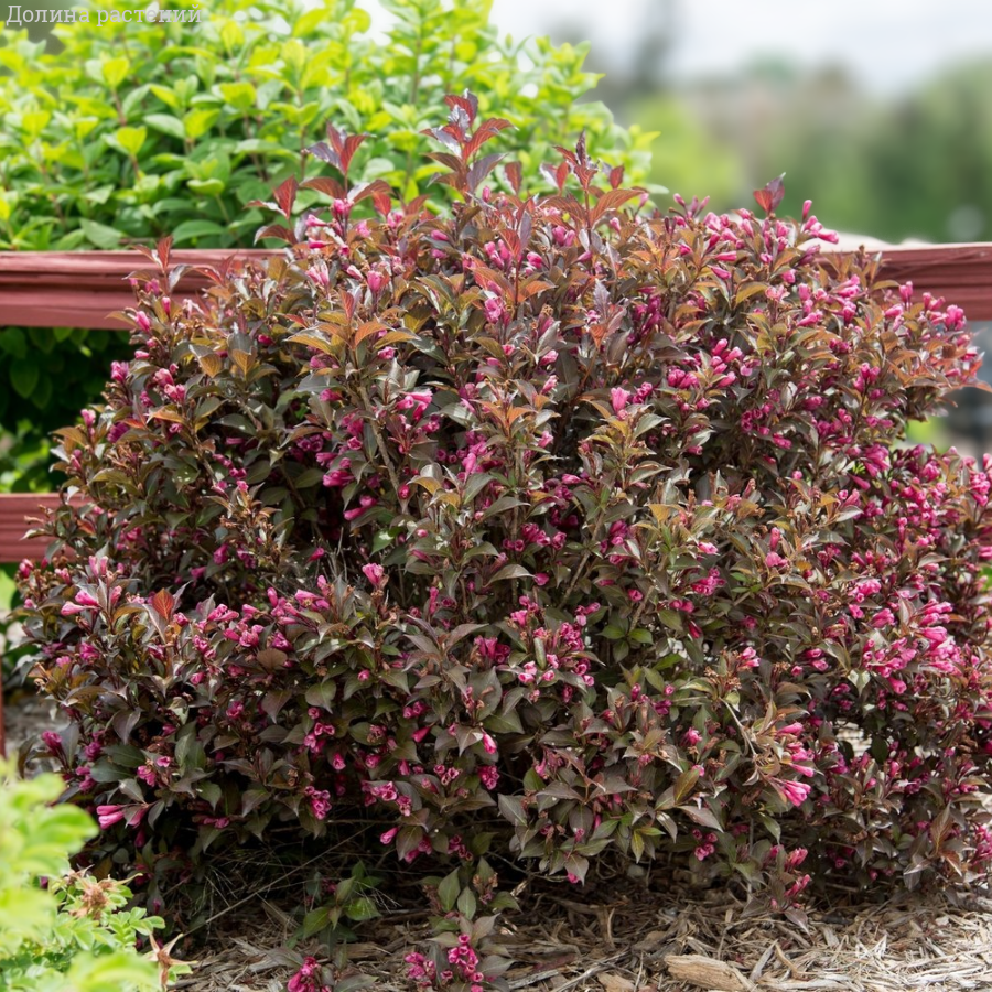 Вейгела Флорида Минор Блэк, С3 - Dolinasad.by