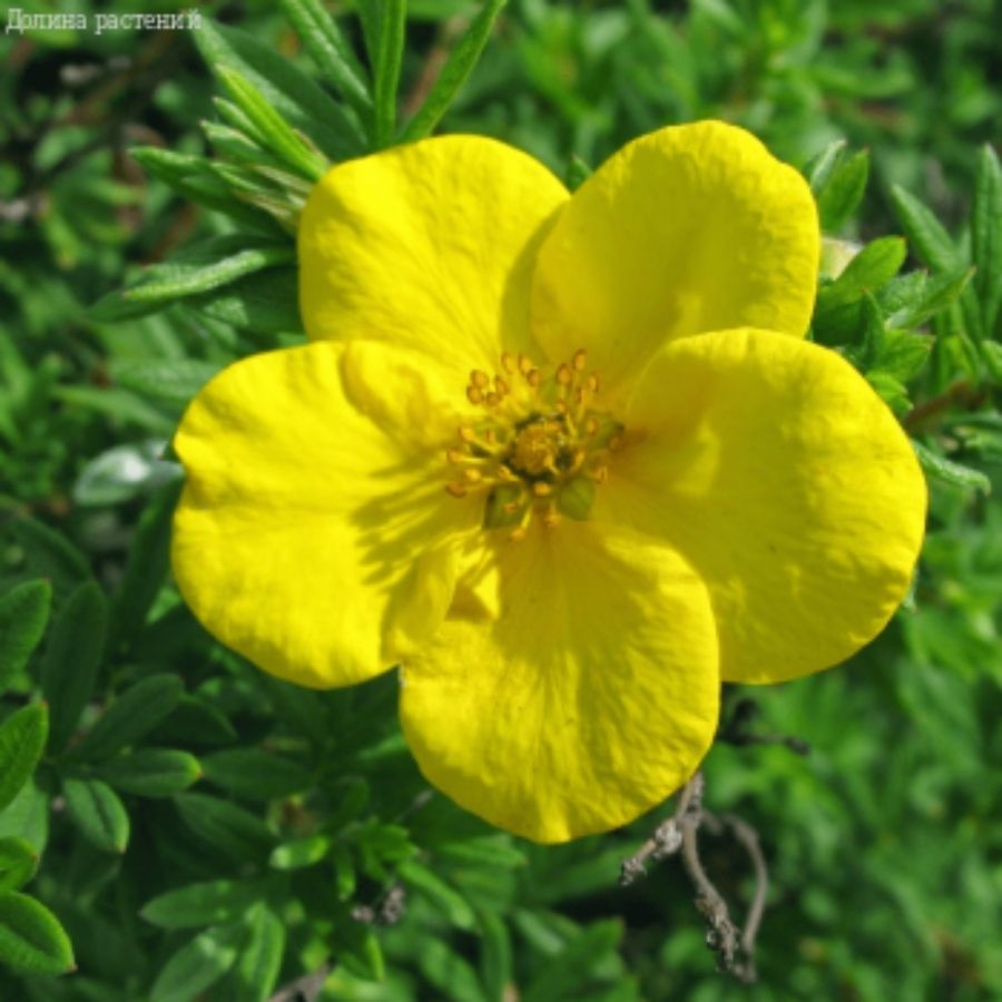 Лапчатка кустарниковая Хакманс Гигант, С3 - Dolinasad.by