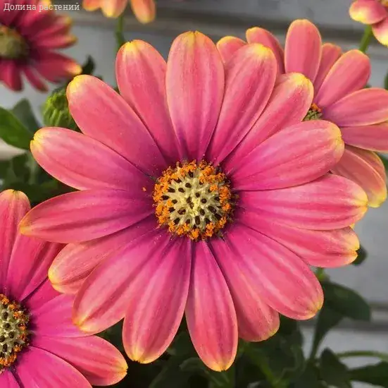 Остеоспермум Флауэрпауэр Пинк Сан - Dolinasad.by