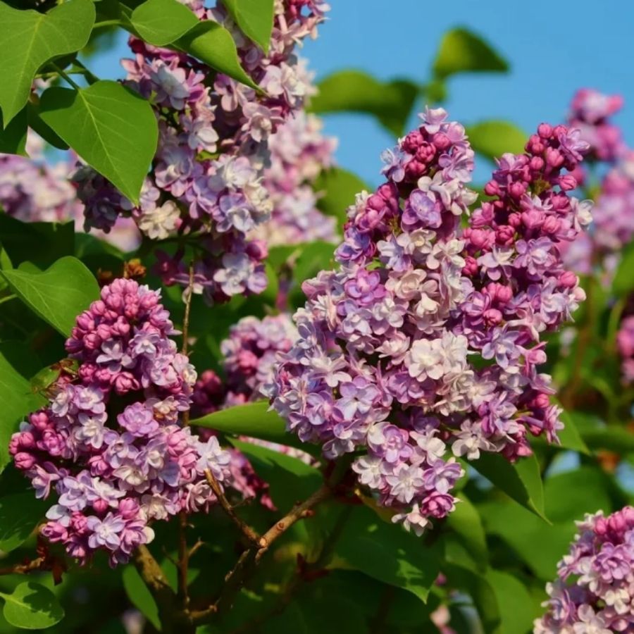 Сирень обыкновенная Маршал Фош, С2 - Dolinasad.by