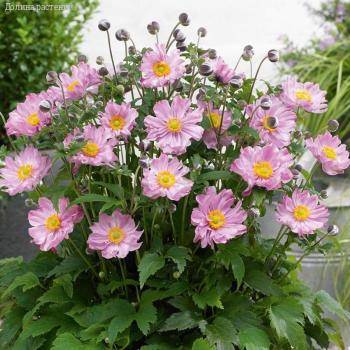 Анемона гибридная Монт-роз - Dolinasad.by