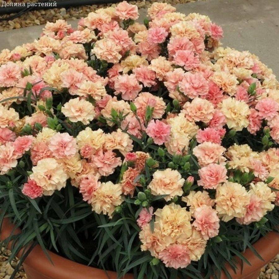 Гвоздика Свит Плеже Априкот - Dolinasad.by