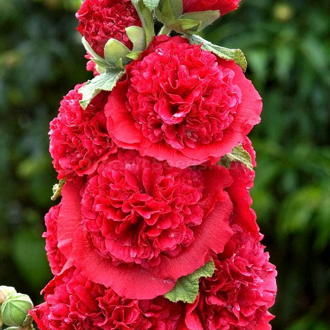 Шток-роза Дабл Ред фото