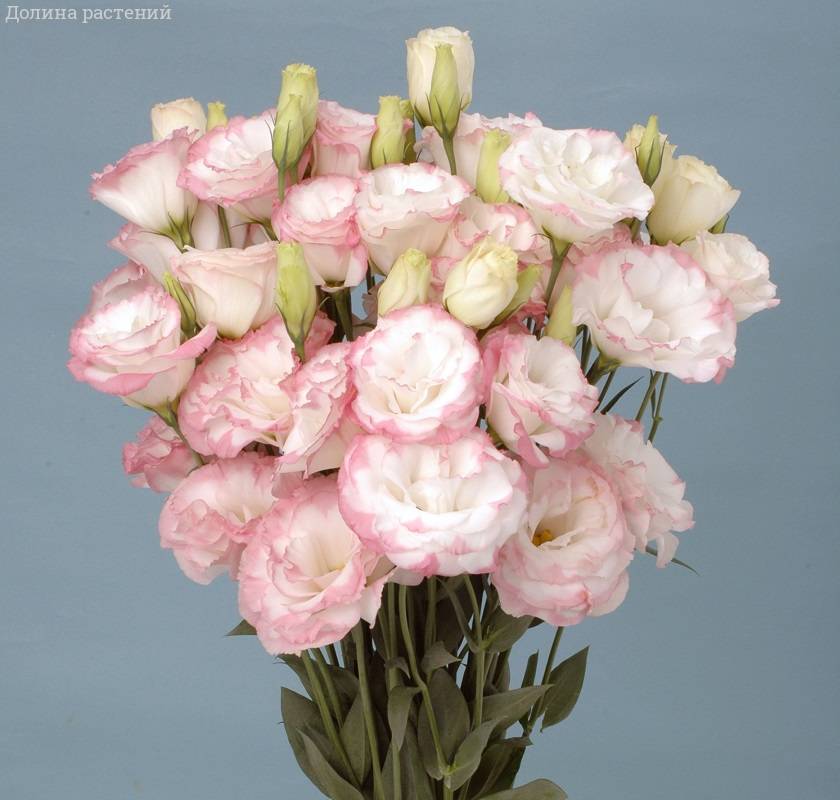 Эустома Махровые Рози Бело-розовая 5 шт. фото