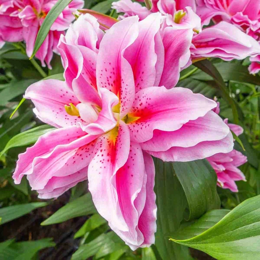 Лилия Роузлили Киара Лилия Роузлили Киара - Dolinasad.by