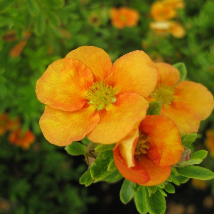 Лапчатка кустарниковая Манго Танго, С3 - Dolinasad.by