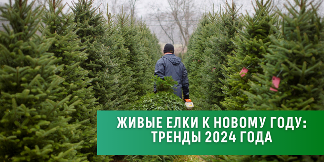 Живые елки к Новому году: тренды 2024 года 🍊🌲