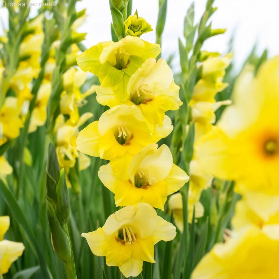 Гладиолус Максиал - Dolinasad.by