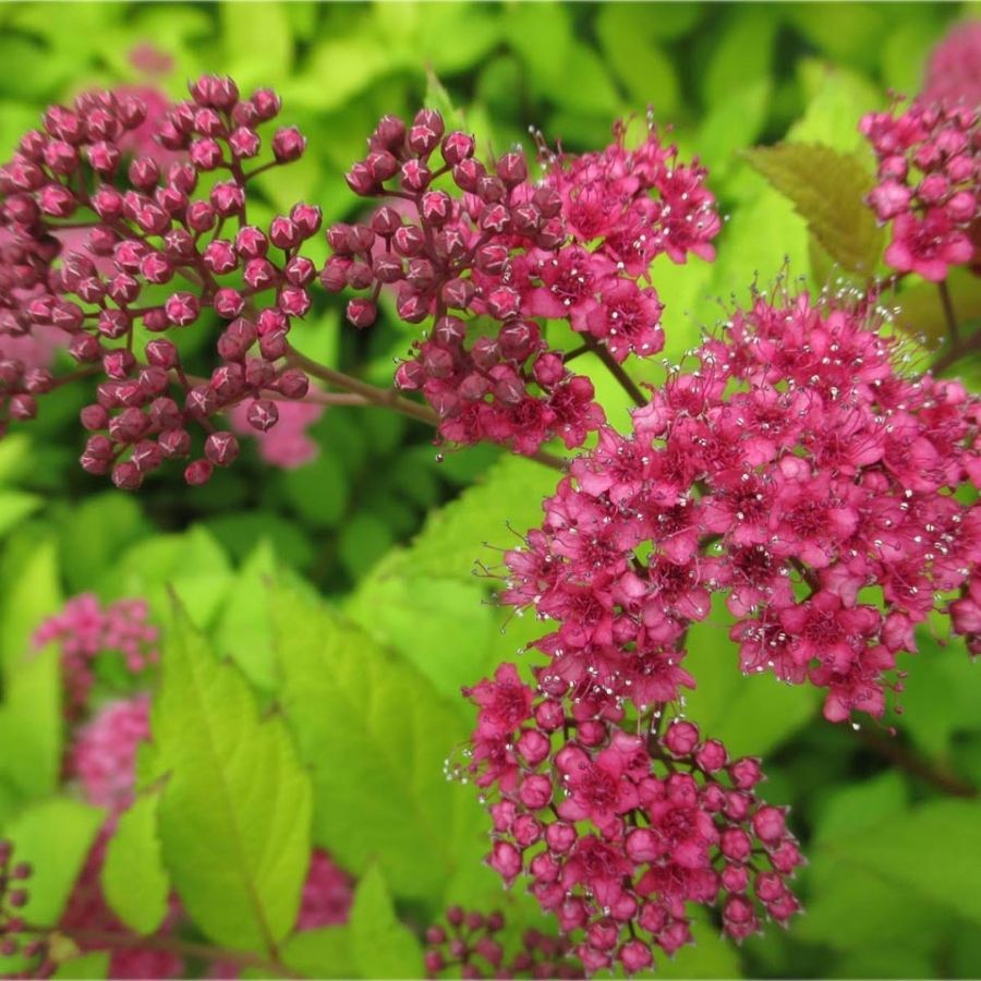 Спирея японская Фробелии, С1 - Dolinasad.by