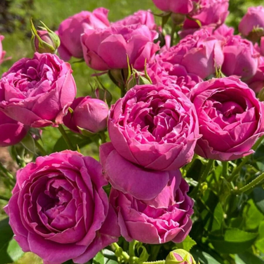 Роза Мисти Баблс - Dolinasad.by