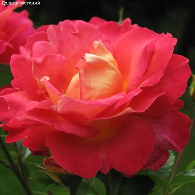 Роза Декор Арлекин в горшке - Dolinasad.by