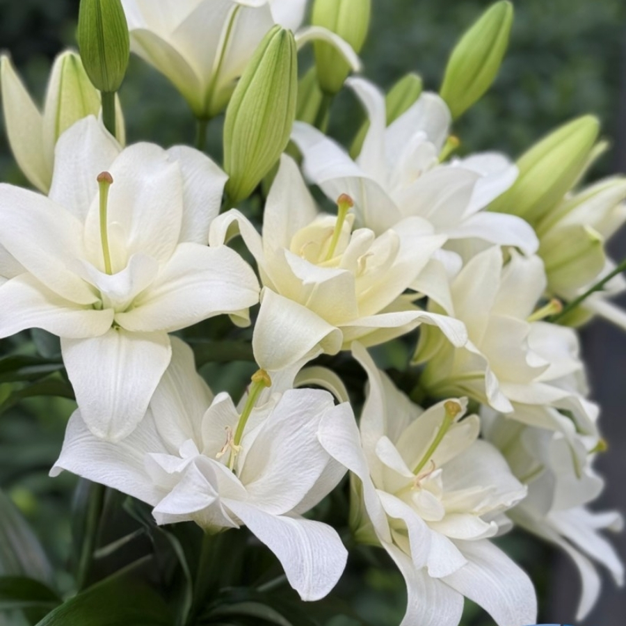 Лилия Бельведер - Dolinasad.by