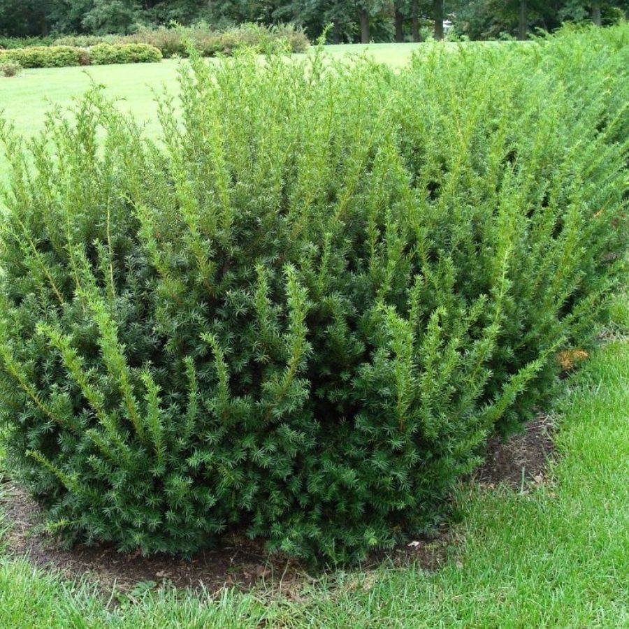 Тиc средний Дензиформис, С3 - Dolinasad.by