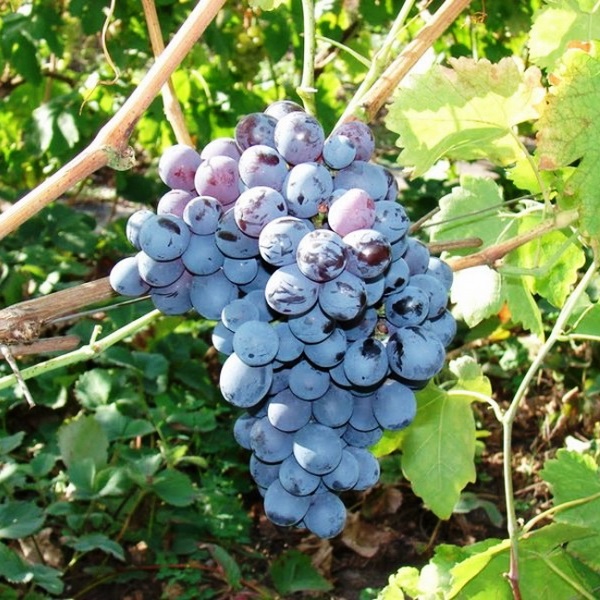 Виноград Галия фото