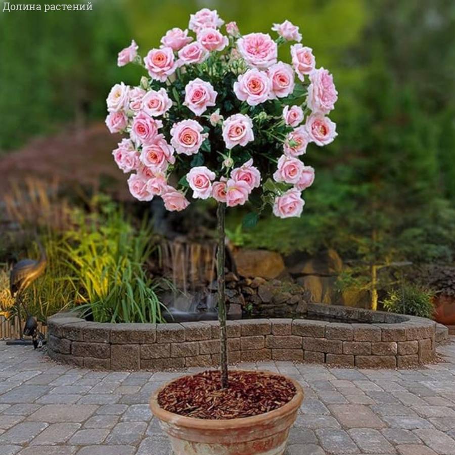 Роза штамбовая Ламинуэтт - Dolinasad.by