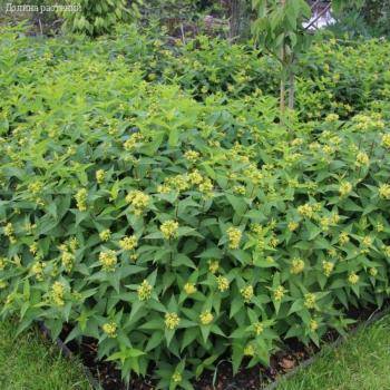 Диервилла сидячелистная Баттерфляй, С3 - Dolinasad.by