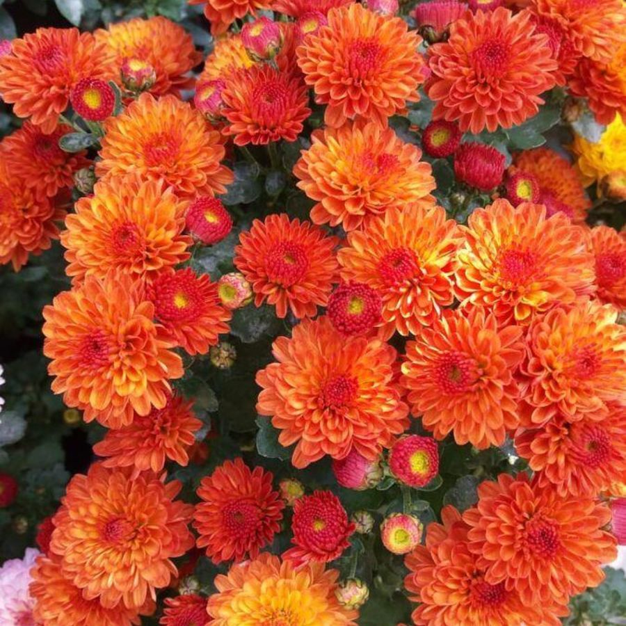 Хризантема мультифлора Джи Джи Оранж - Dolinasad.by