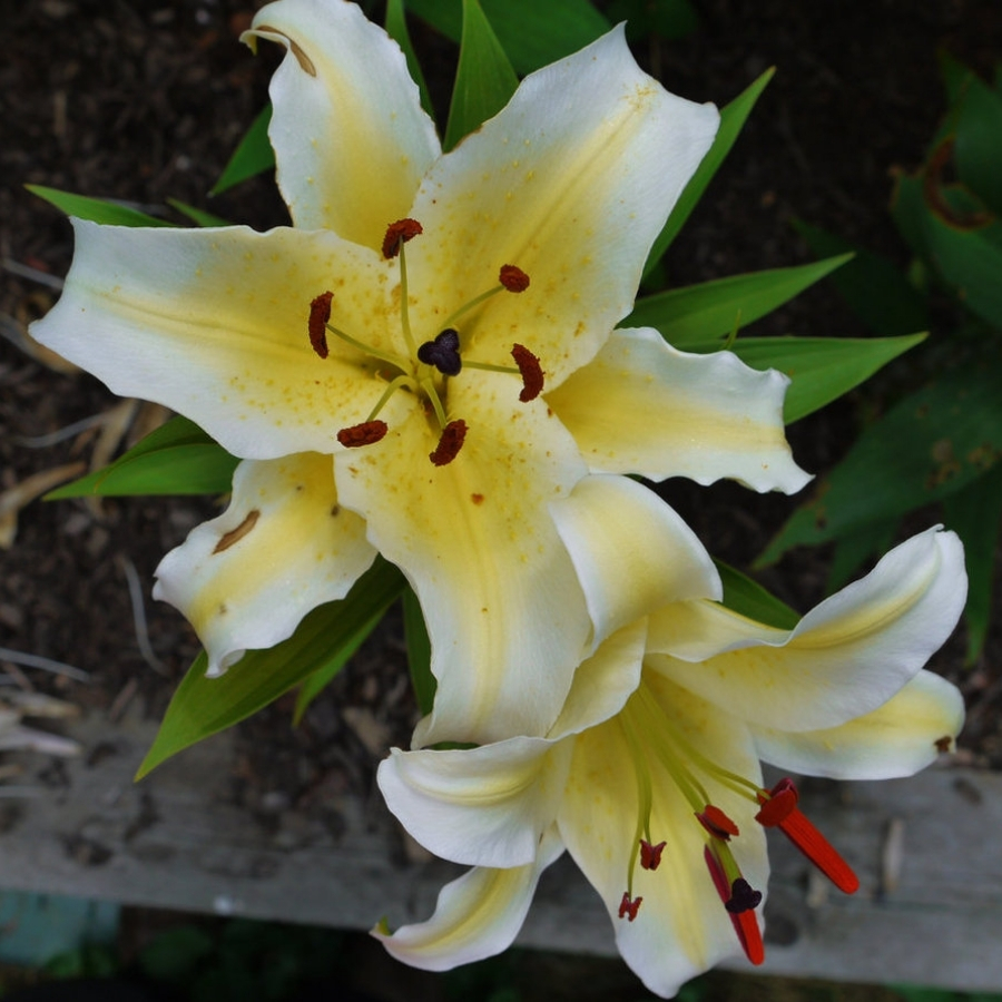 Лилия Конка д’Ор Лилия Конка д’Ор - Dolinasad.by