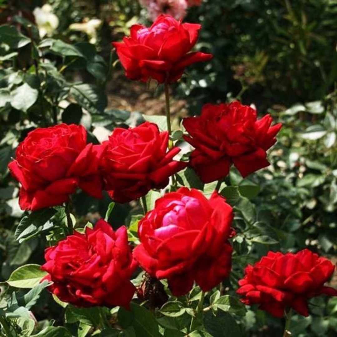 Роза Алматинка в горшке - Dolinasad.by