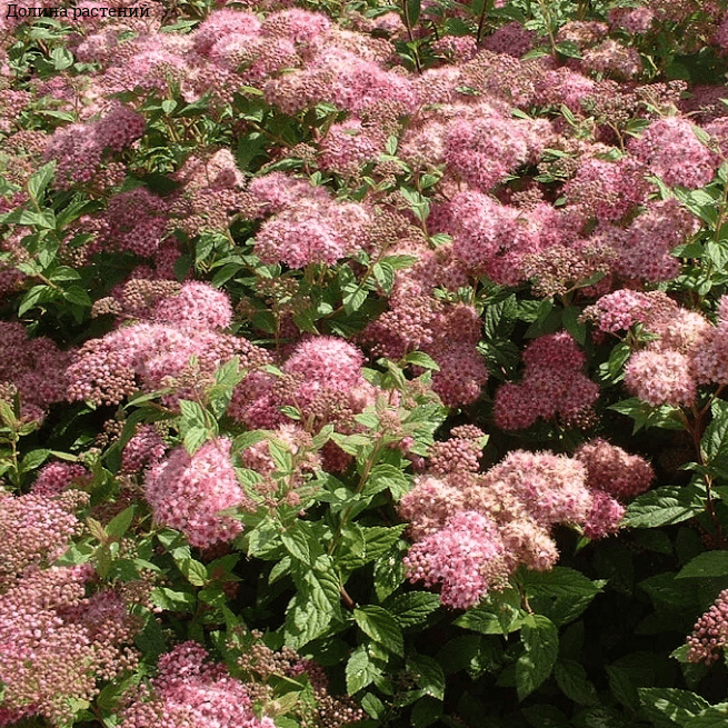 Спирея японская Манон Спирея японская Манон фото