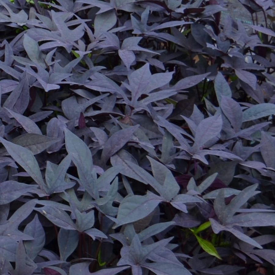 Ипомея кленовидная Флорамия Негро - Dolinasad.by