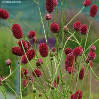 Кровохлебка лекарственная Арнем - Dolinasad.by