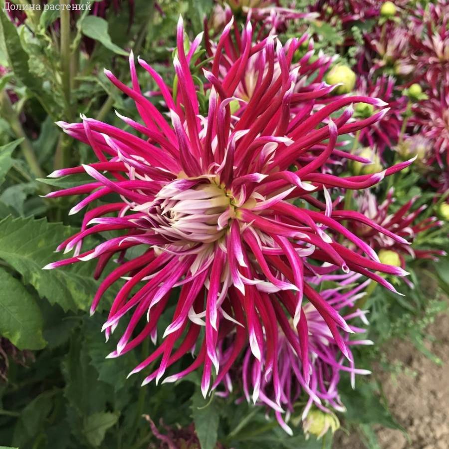 Георгина Холихилл Спайдер Вуман - Dolinasad.by