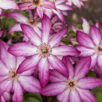 Клематис Тае - Dolinasad.by