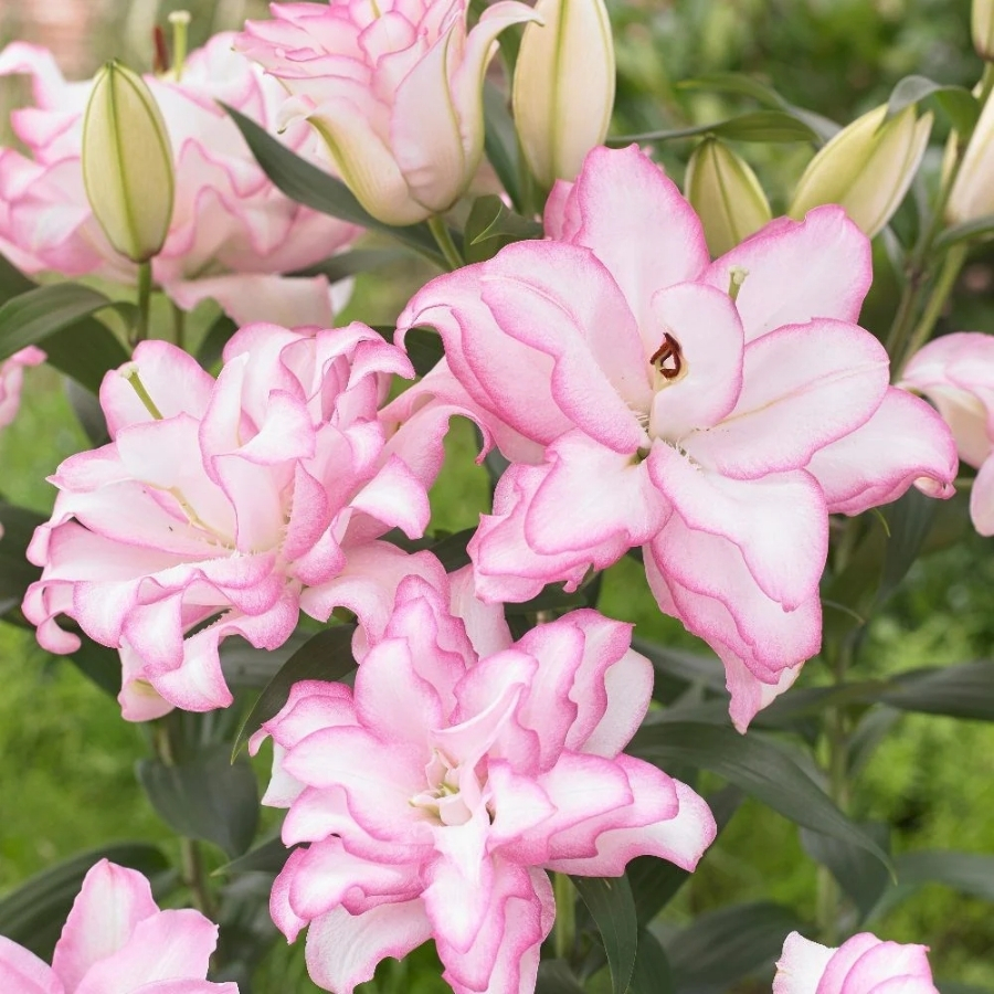 Лилия Роузлили Аннушка Лилия Роузлили Аннушка - Dolinasad.by