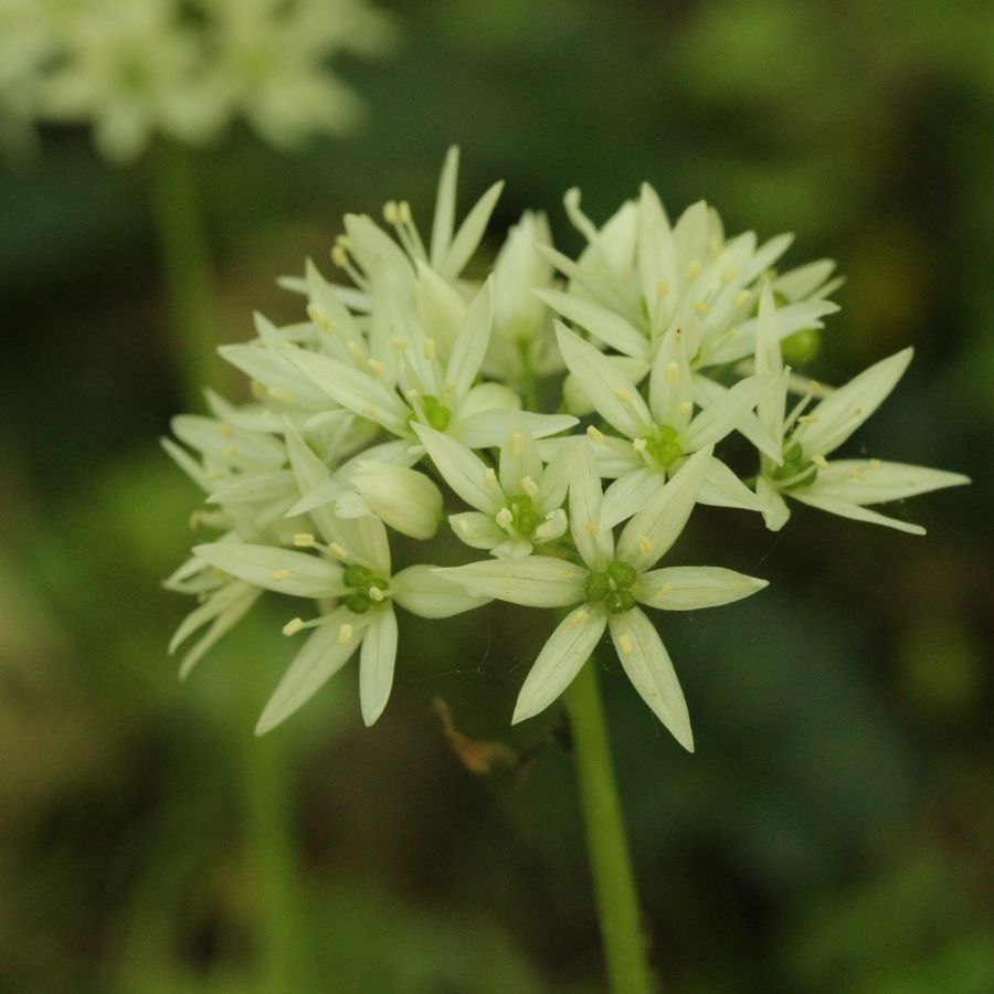 Аллиум медвежий - Dolinasad.by