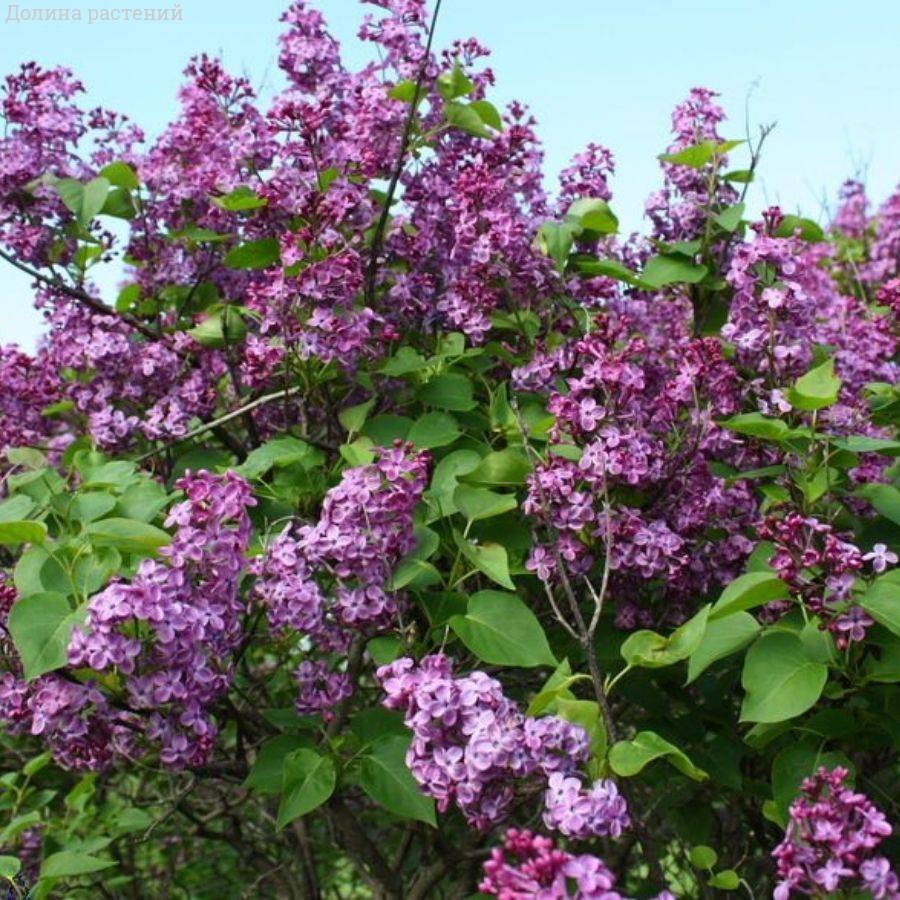 Сирень обыкновенная Аметист, С2 - Dolinasad.by